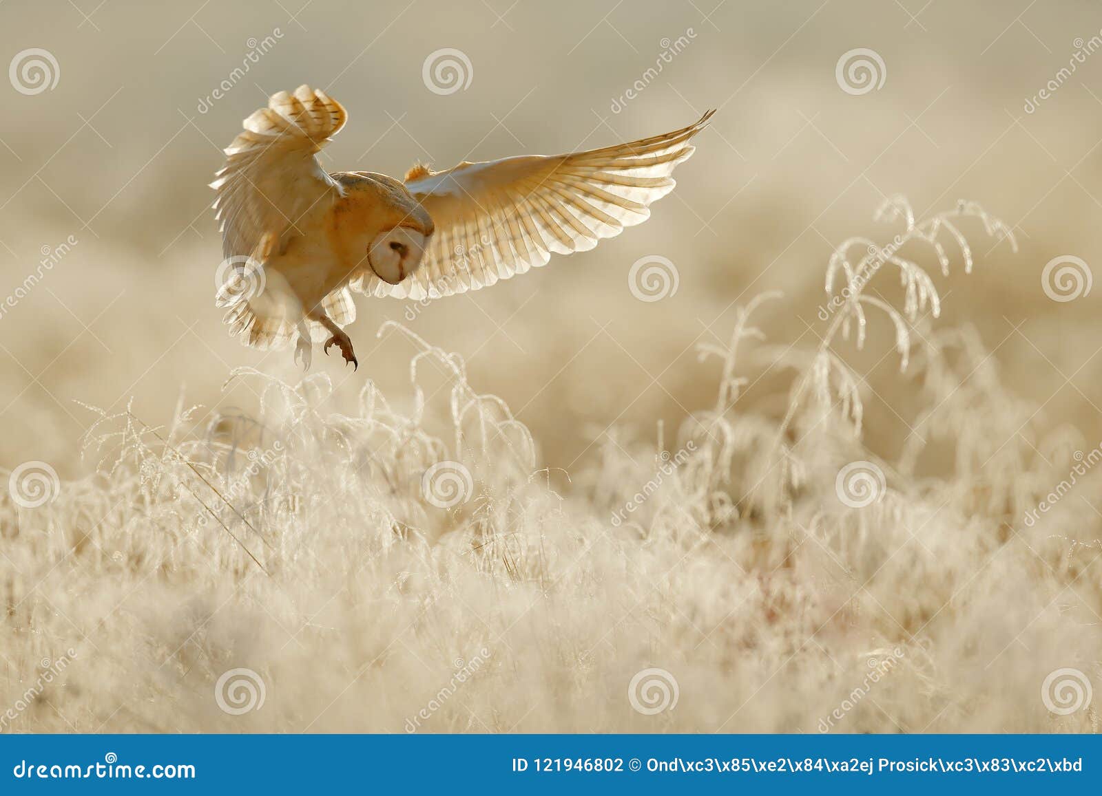 owl fly with open wings. barn owl, tyto alba, flying above rime white grass in the morning. wildlife bird scene from nature. cold