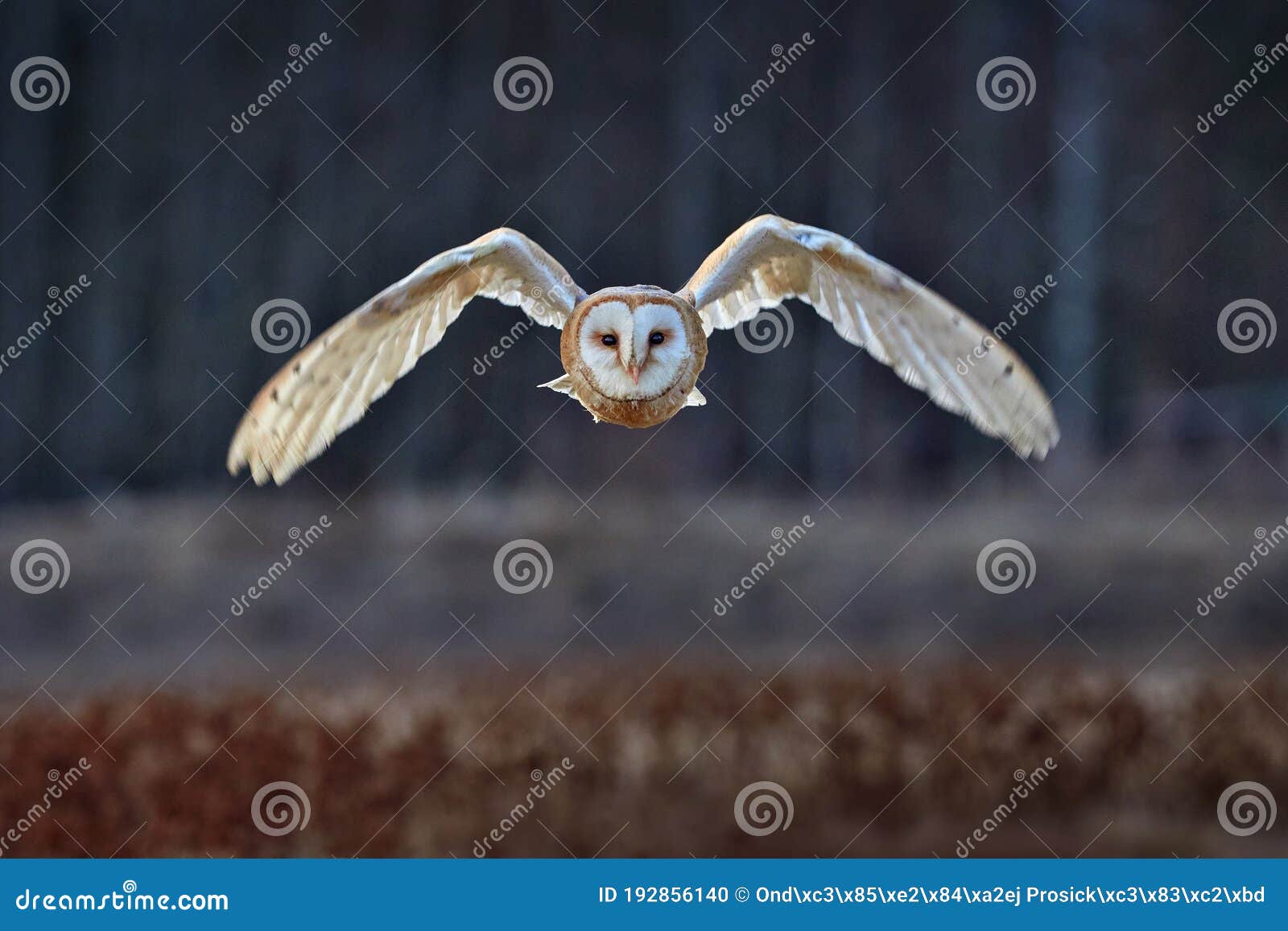 owl fly with open wings. barn owl, tyto alba, flight above red grass in the morning. wildlife bird scene from nature. cold morning