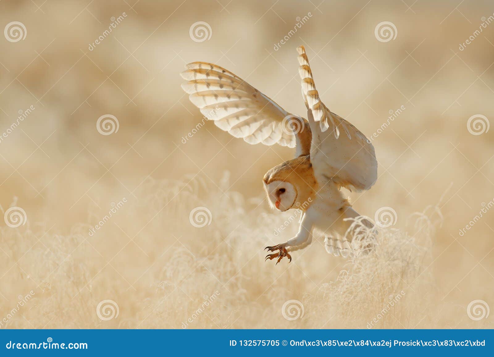 owl fly with open wings. barn owl, tyto alba, sitting on the rime white grass in the morning. wildlife bird scene from nature.