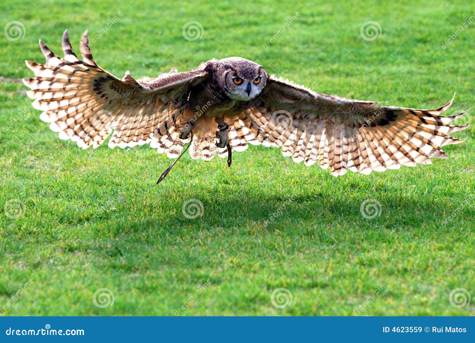 owl flying