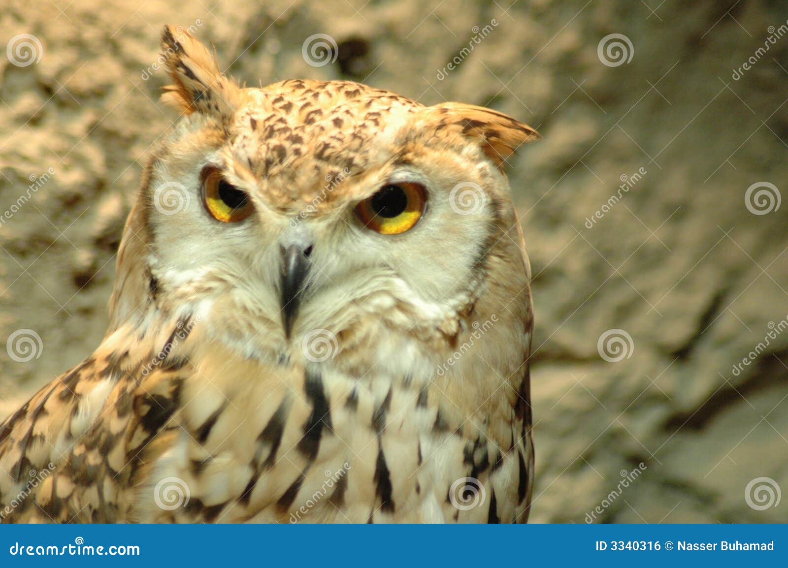 Owl in kuwait stock photo. Image of hooked, observing - 3340316