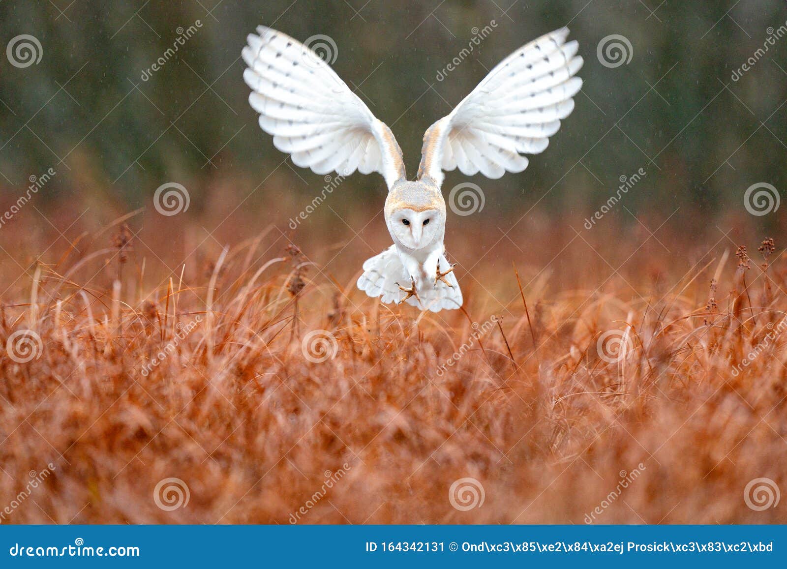 owl landing fly with open wings. barn owl, tyto alba, flight above red grass in the morning. wildlife bird scene from nature. cold