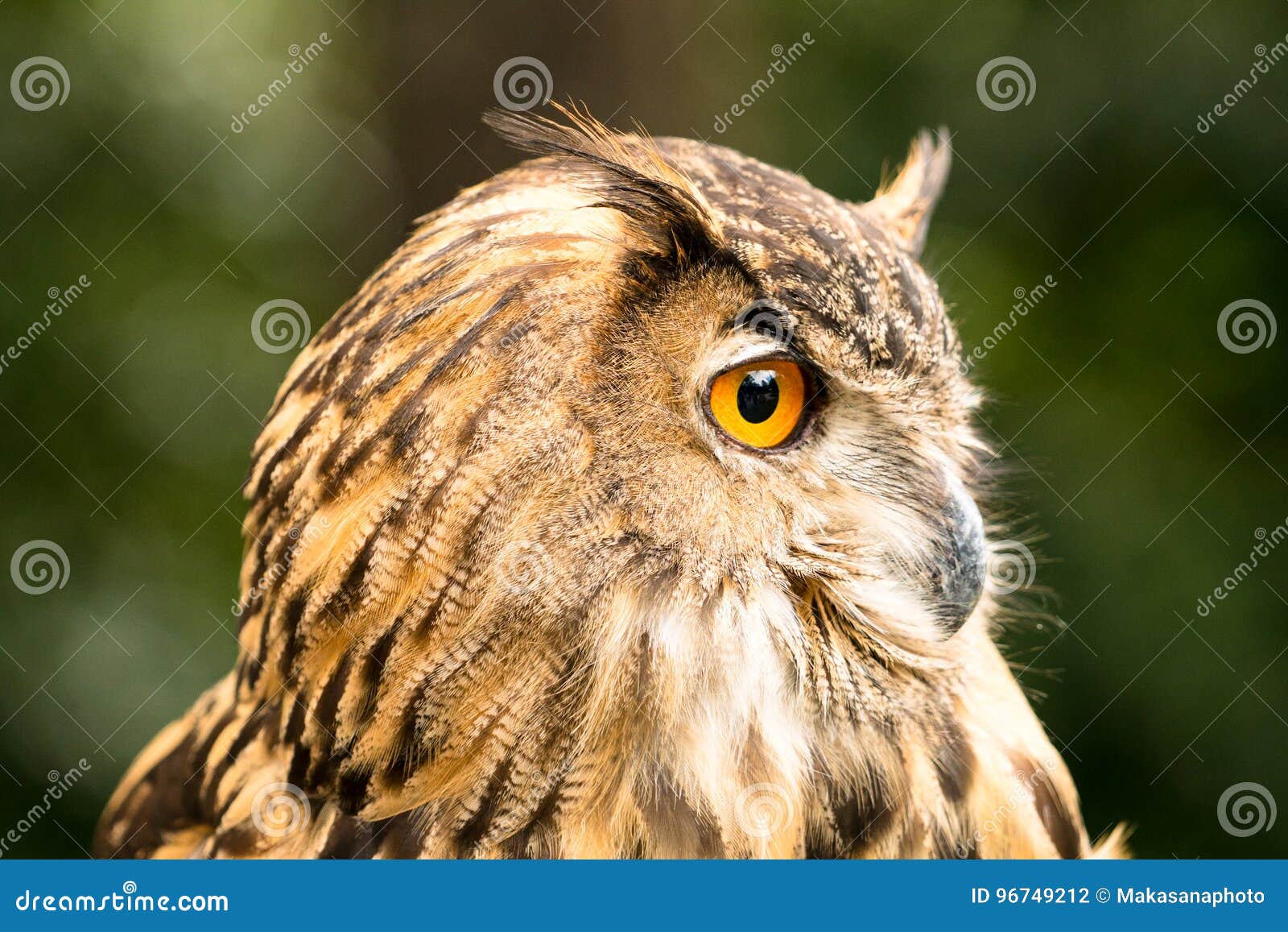 Owl Looking Sideways Photos - Free & Royalty-Free Stock Photos from ...