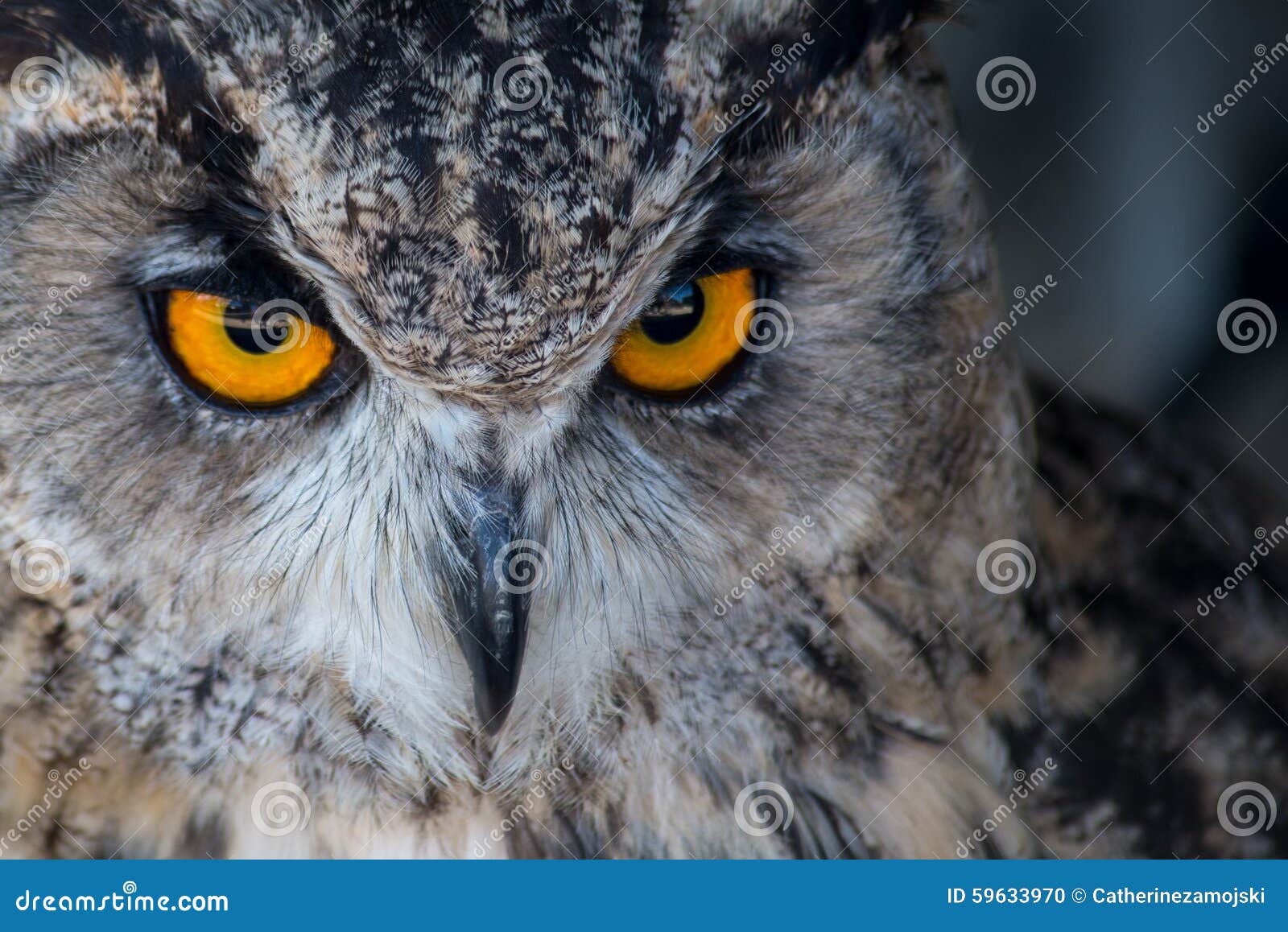 Owl Orange stock photo. Image of grey, owls, snowy, face 59633970