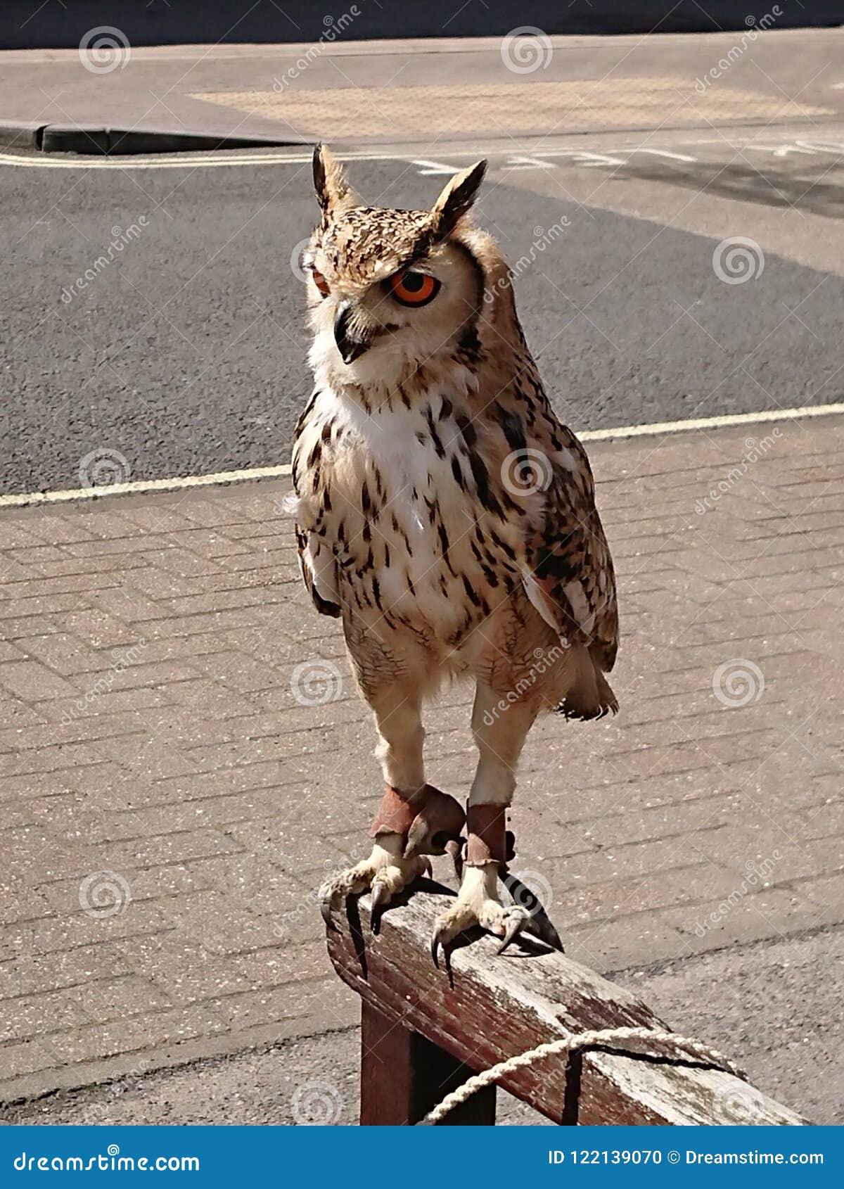 Owl, Pet Bird, Pet Owl, Prince Stock Photo Image of town, chilling 122139070