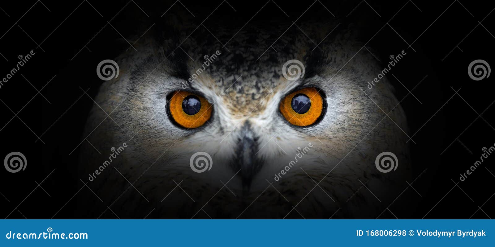 Owl Portrait on a Black Background Stock Photo Image of furry, mammal