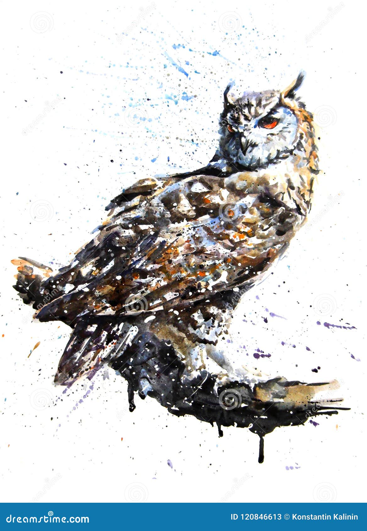 owl predator watercolor painting drawing