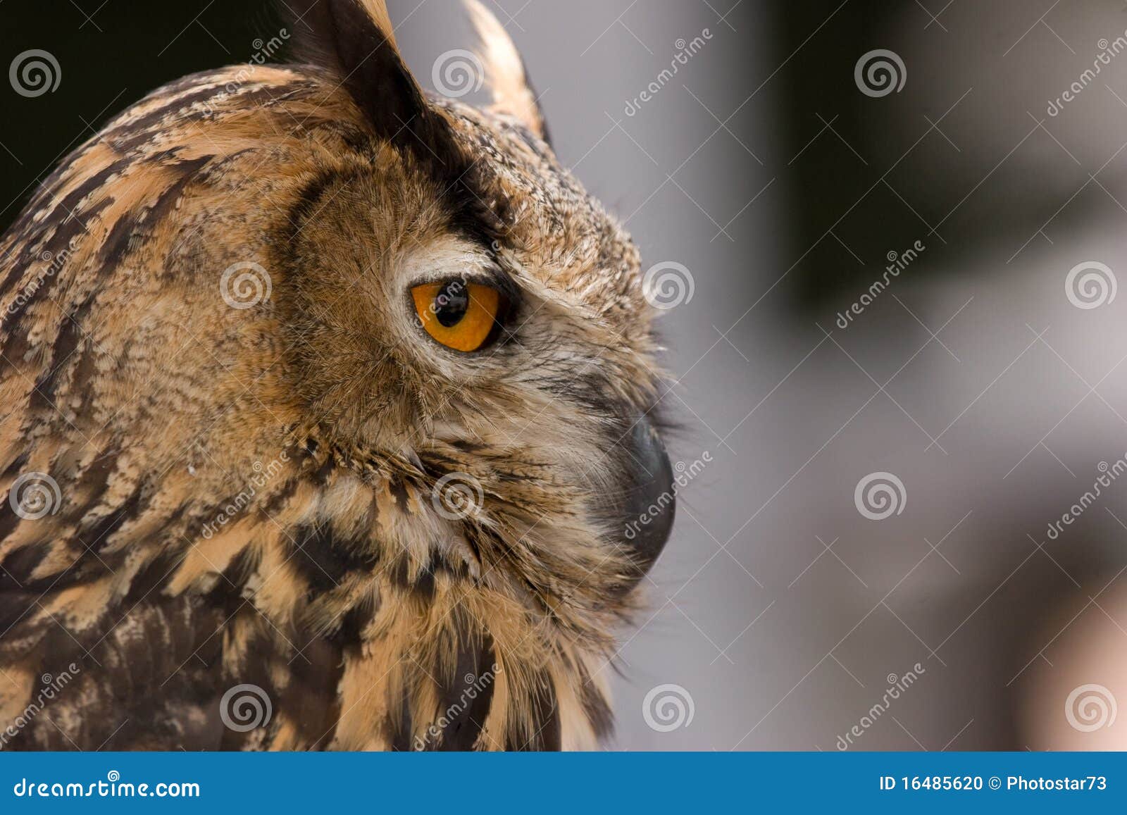 Owl profile stock photo. Image of side, face, feather - 16485620