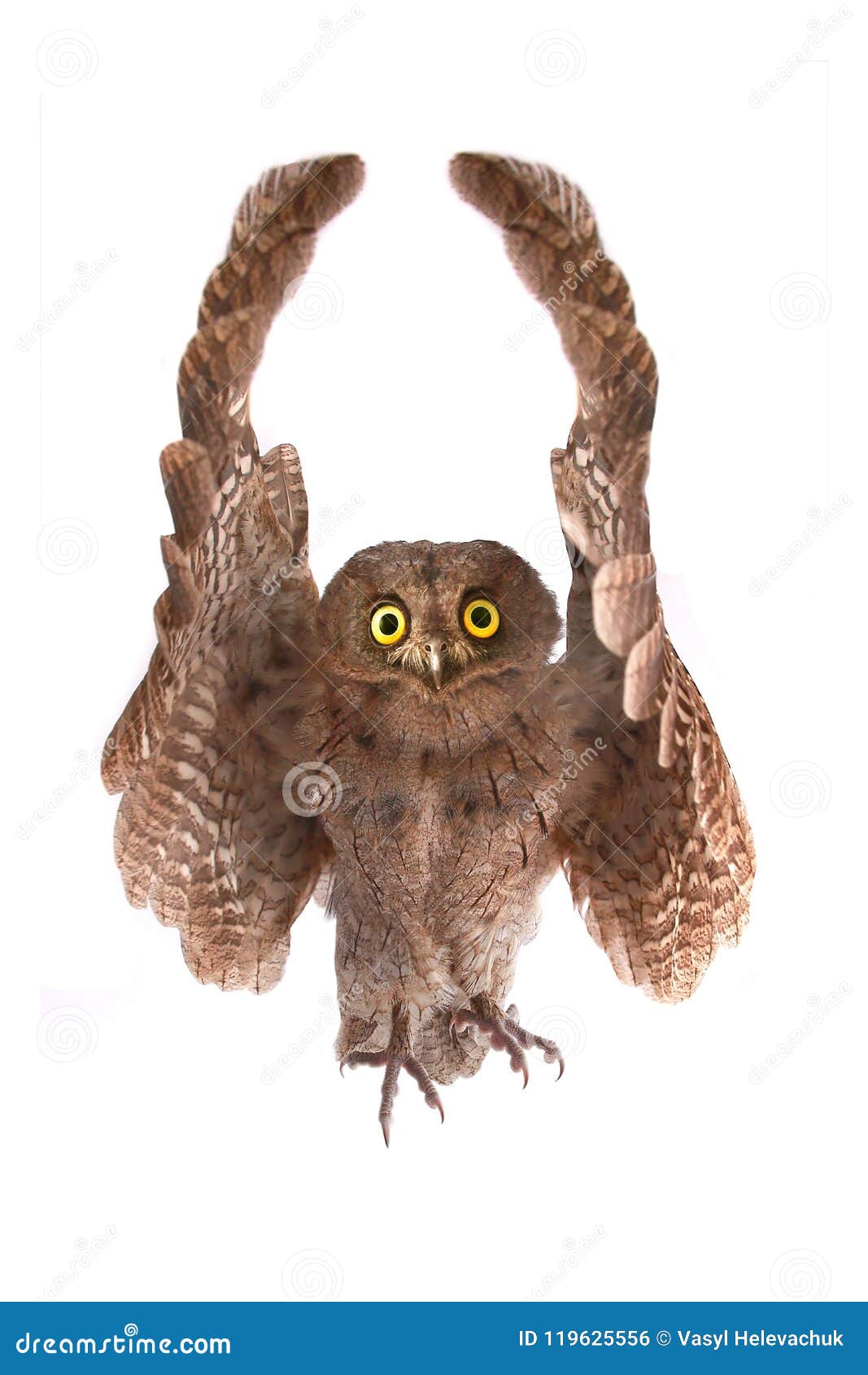 owl with raised wings