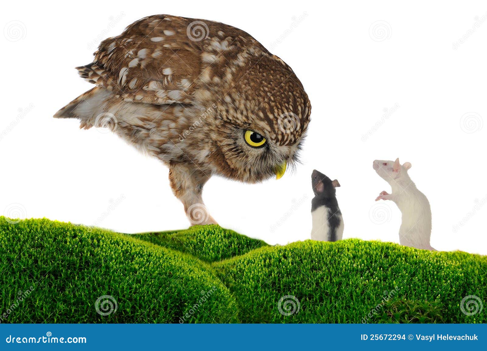 Owl and rat stock photo. Image of bird, portrait, isolated 25672294