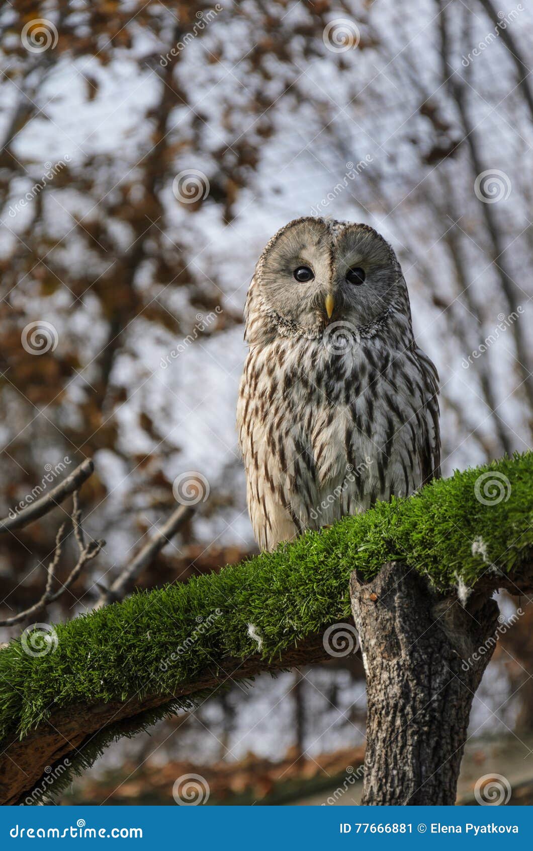 Owl sitting on tree branch stock image. Image of autumn 77666881