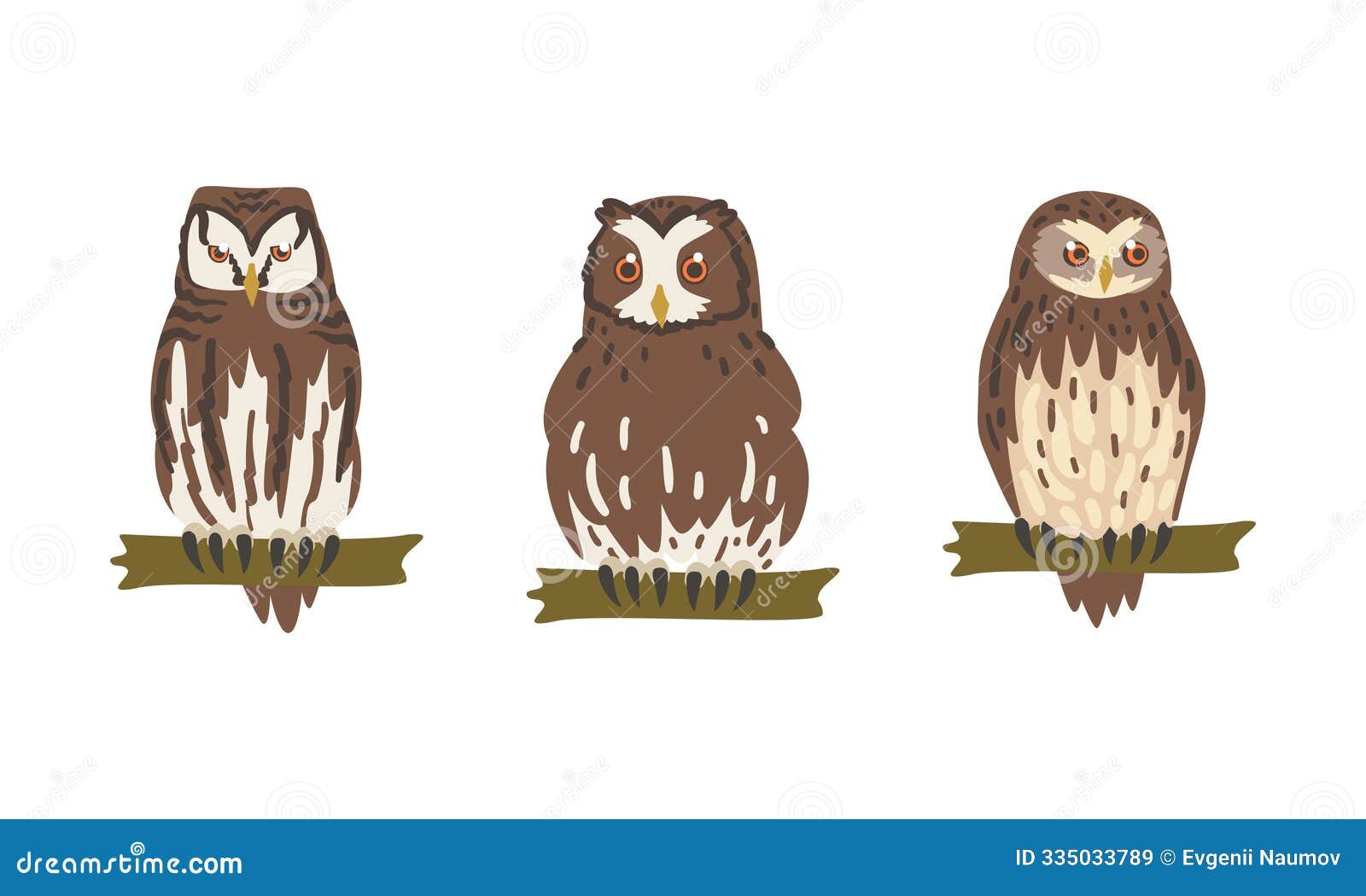 owl species as nocturnal bird of prey with hawk-like beak and forward-facing eyes perching on tree branch  set