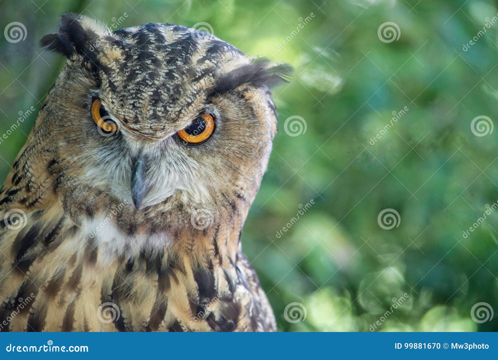 Owl stare down stock photo. Image of animal, camera, thirds - 99881670