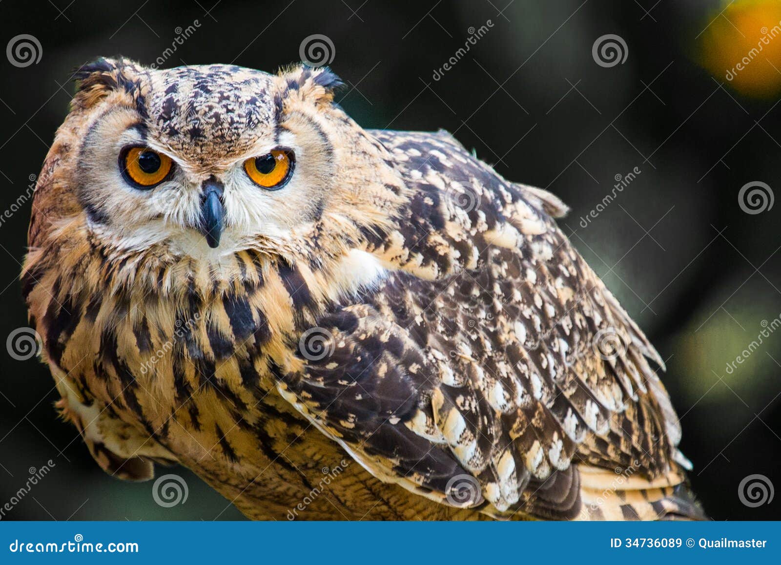 Owl stock image. Image of pets, animals, prowling, stalking 34736089