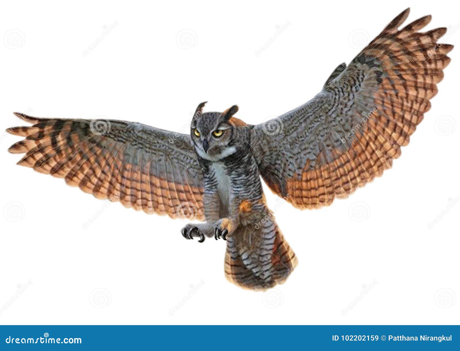 Owl Swoop Landing Hand Draw And Paint Color On White Illustration