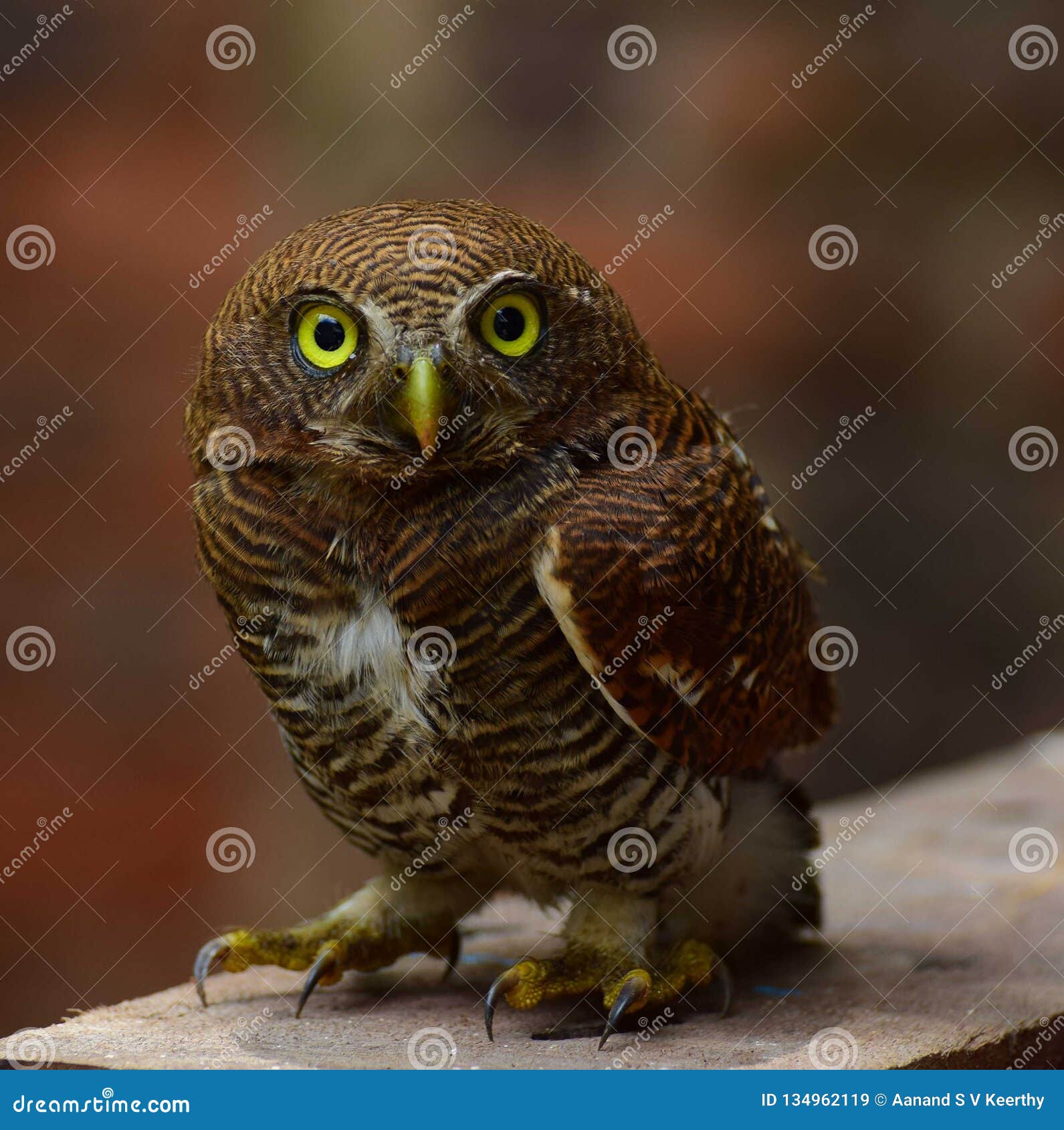 An Owl with Terrifying Eyes Stock Image - Image of hunt, terrifying:  134962119