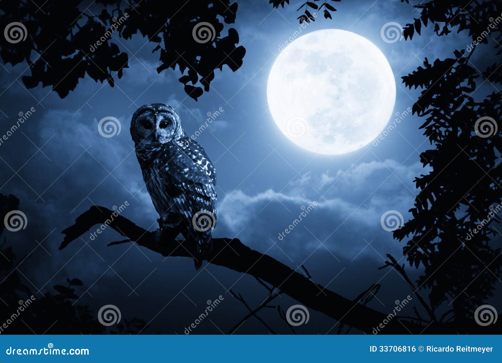 owl watches intently illuminated by full moon
