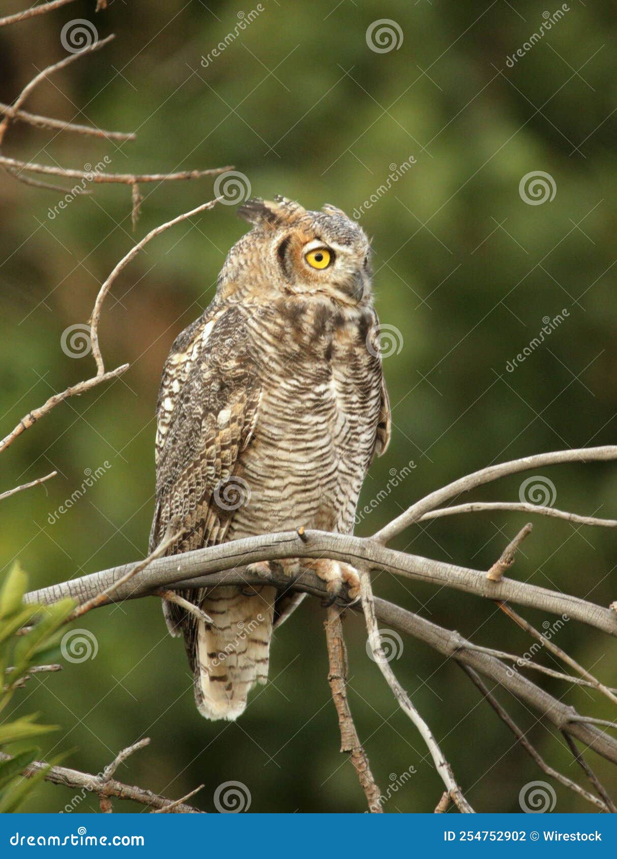 Owl with Yellow Eyes Perching on Tree Branch Stock Photo Image of