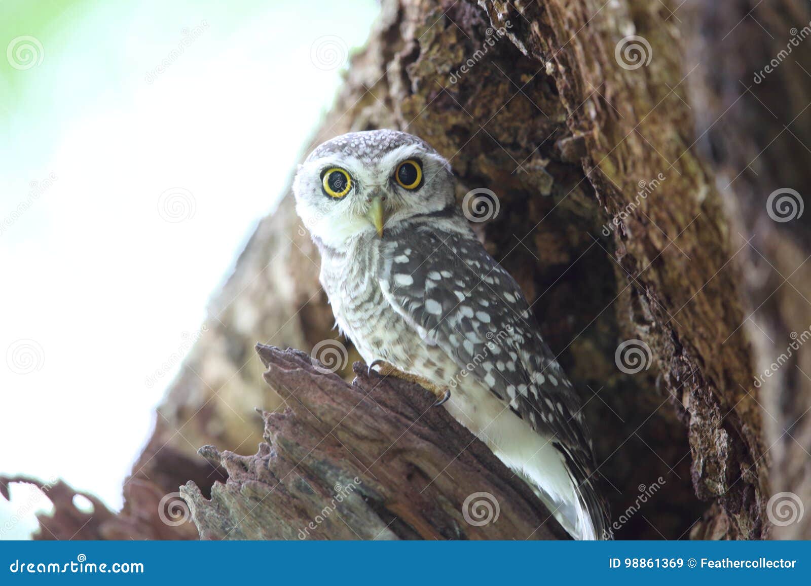 cubo ai vs owlet cubo ai vs owlet