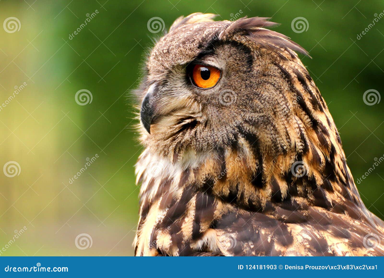 Profile portrait of owl stock image. Image of close - 124181903