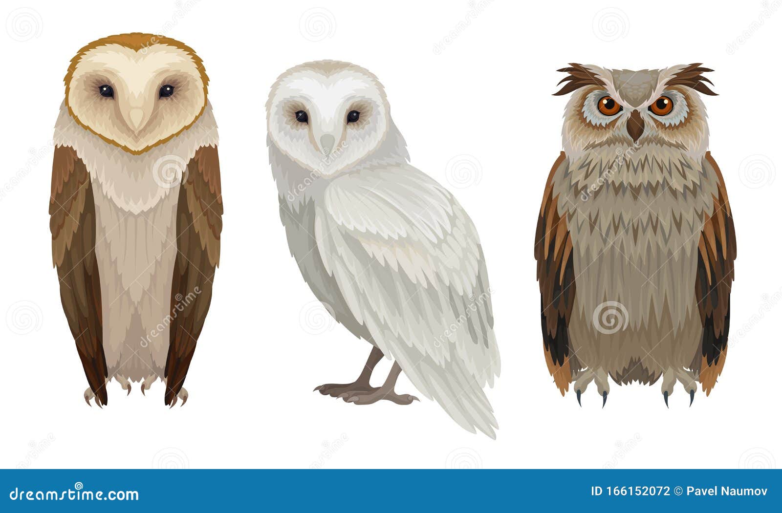 Owls Different Species Collection, Wild Forest Predatory Birds Vector ...