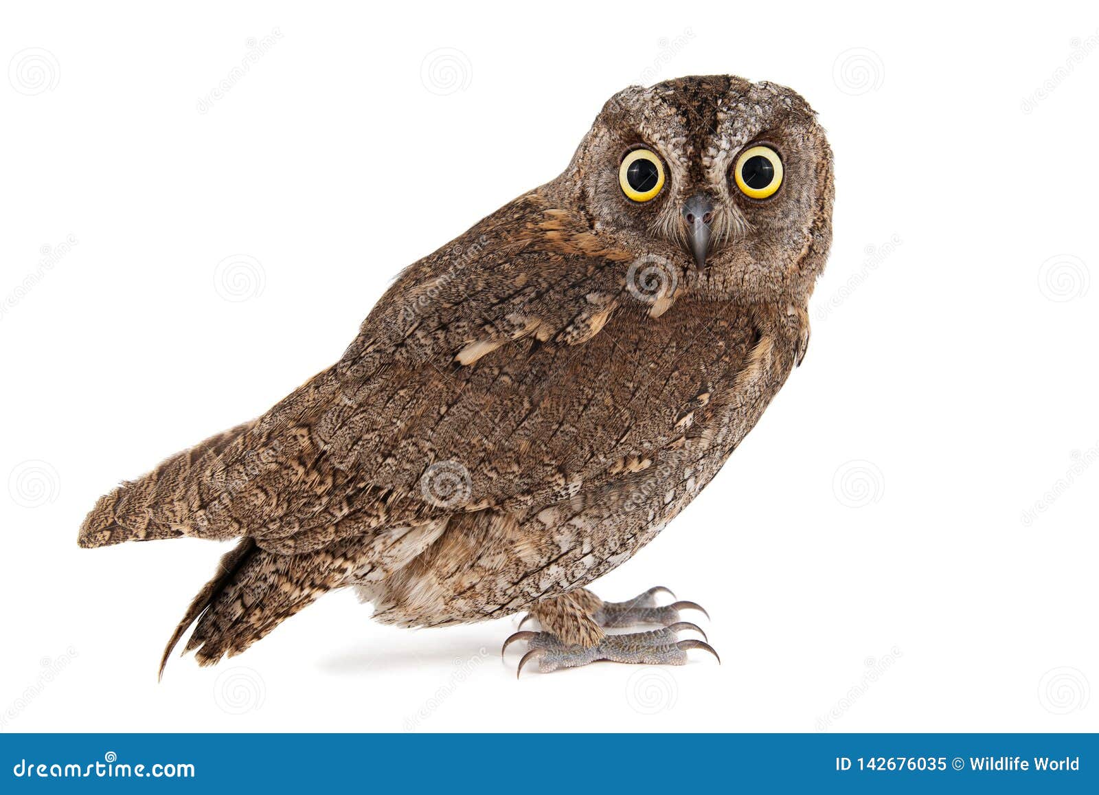 owls - european scops owl, otus scops,  on white background