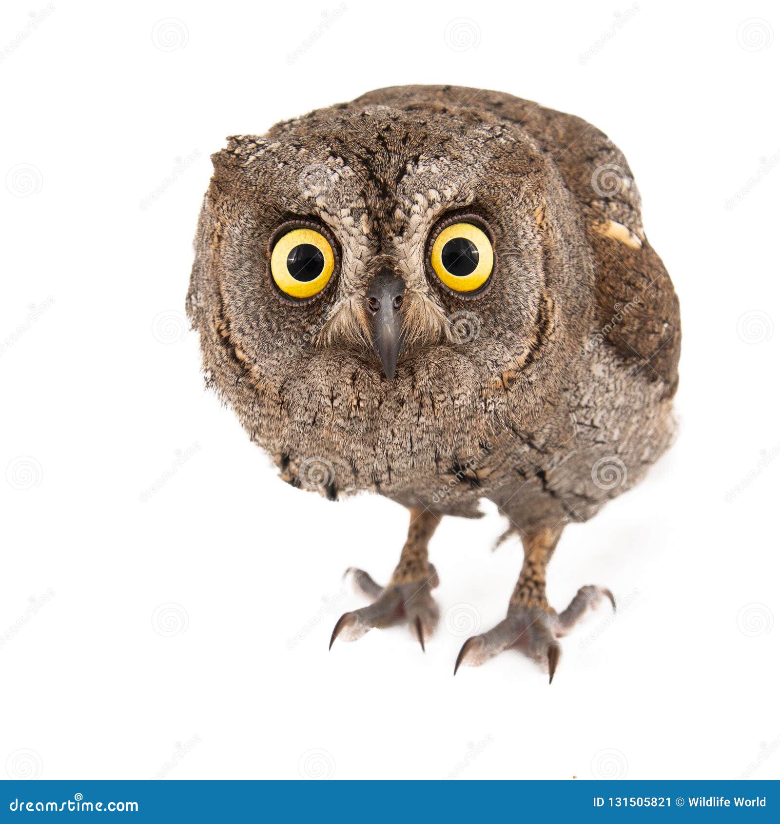 owls - european scops owl otus scops  on white background