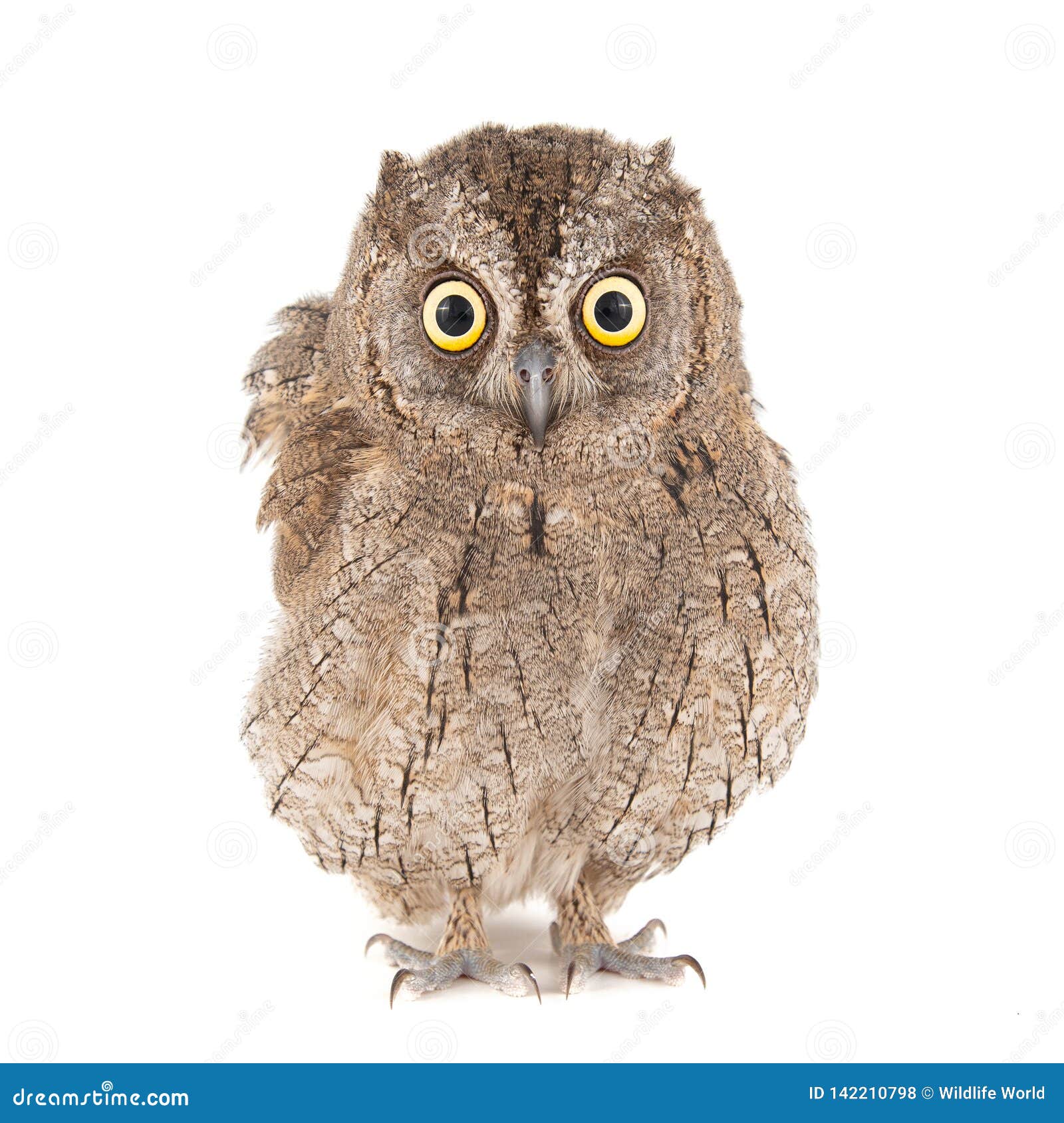 owls - european scops owl, otus scops,  on white background