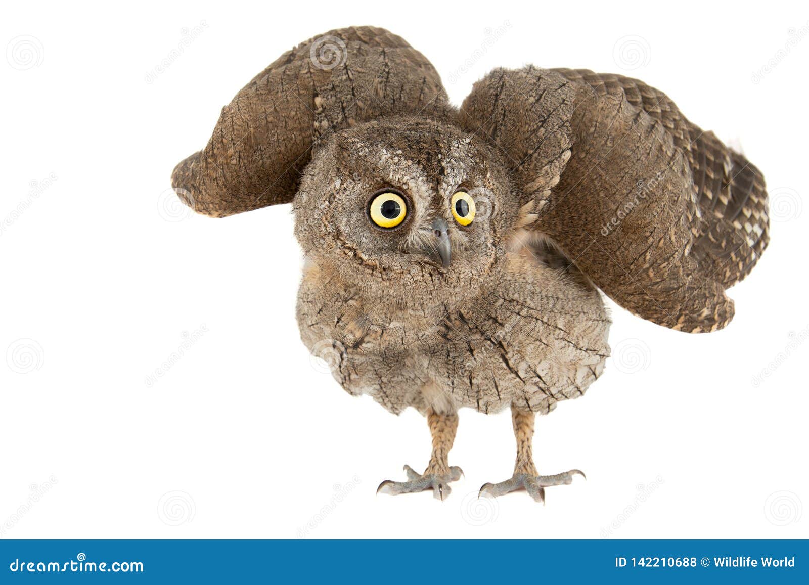 owls - european scops owl, otus scops, with open wings.  on white background