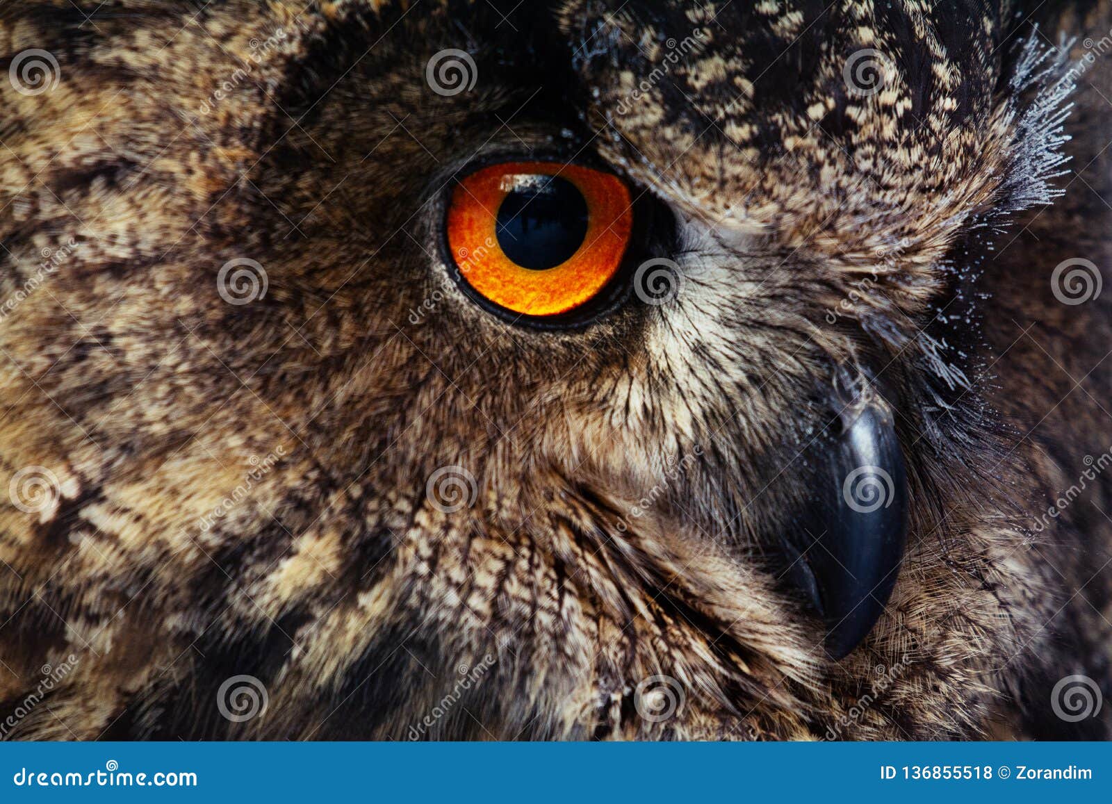 owls portrait. owl eyes. - image