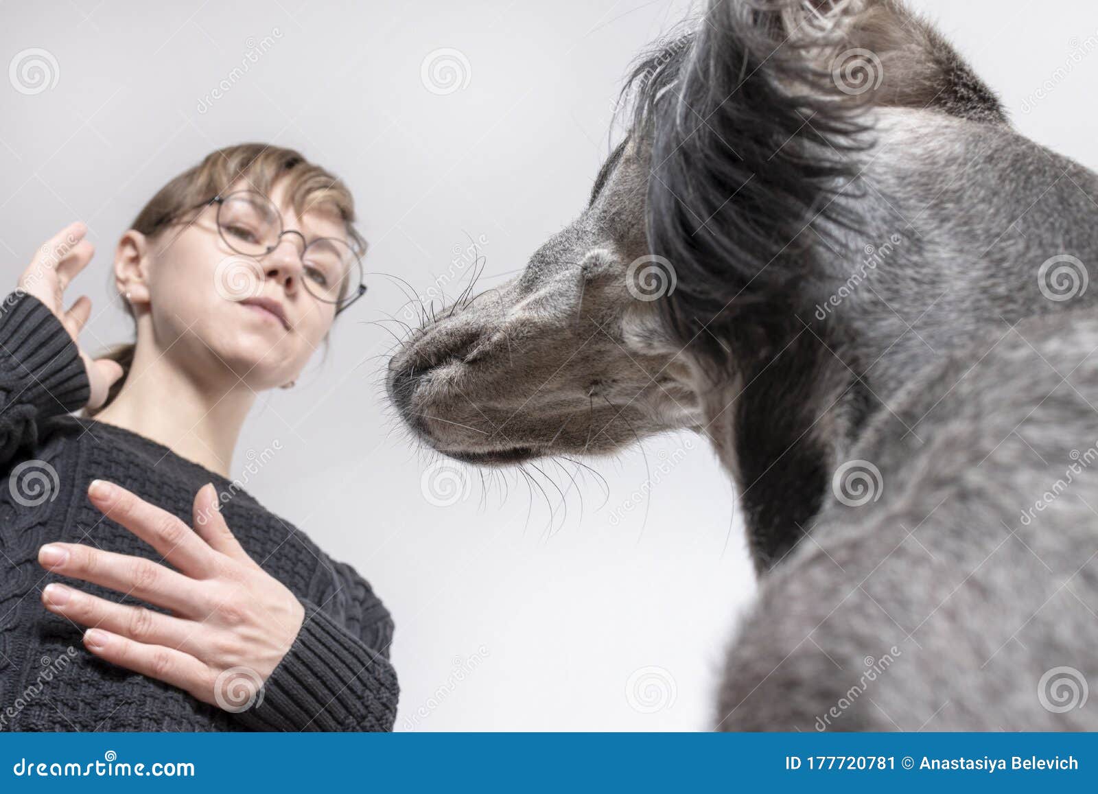 Owner and Her Obedient Greyhound Saluki Dog. Bottom View Stock Image