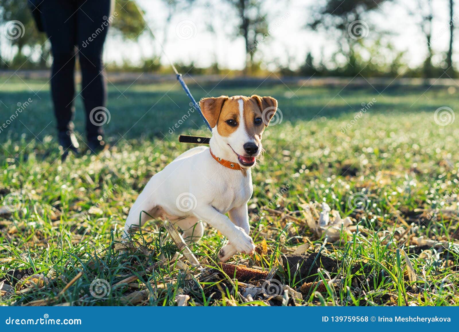 owner keeps the dog terrier jack russell on the collar rushing forward for a walk