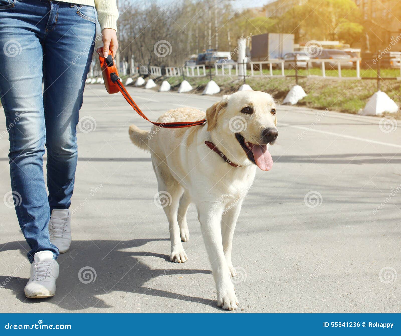 Owner And Labrador Retriever Dog Walking Stock Photo ...