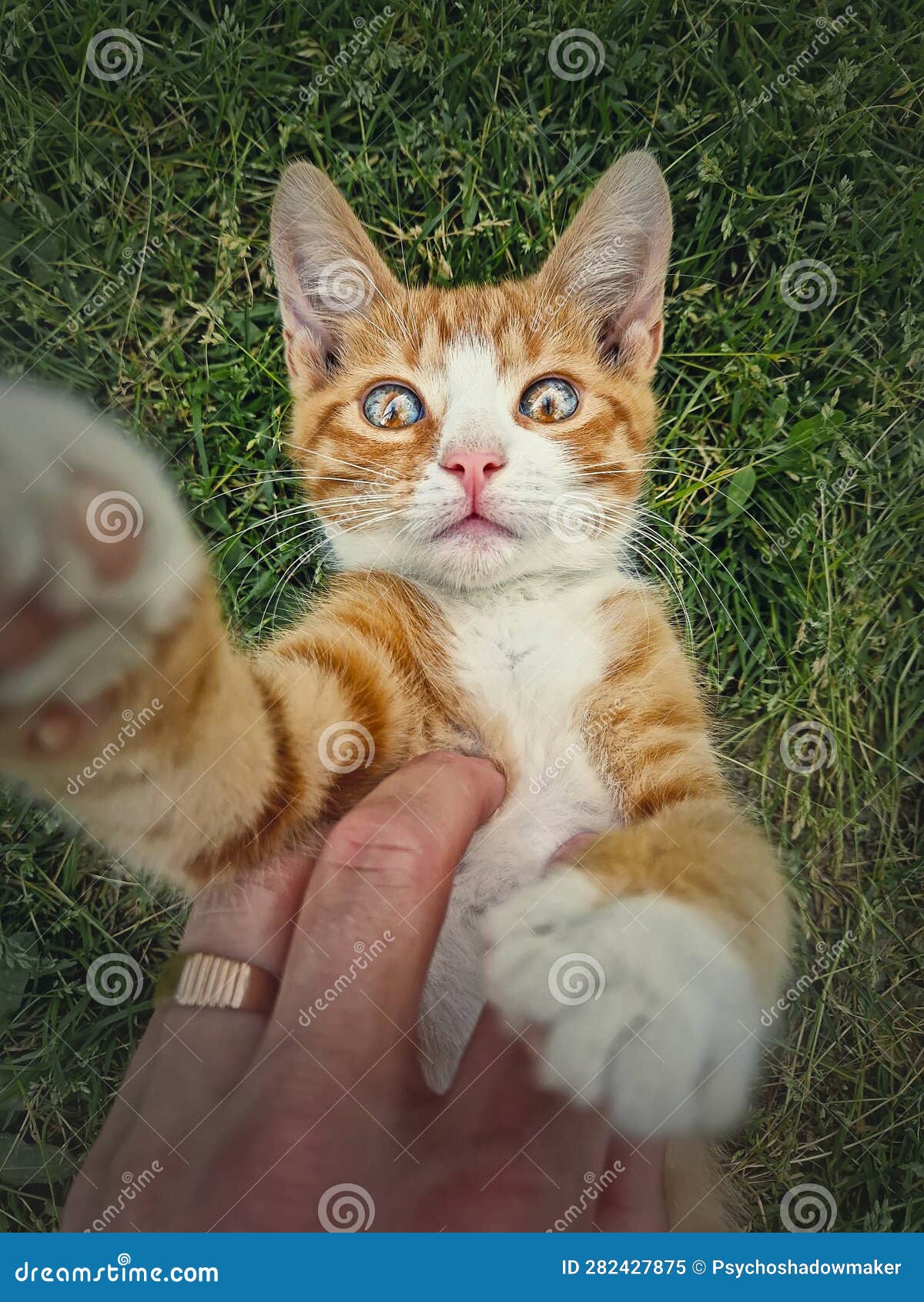 owner petting his orange tomcat. playful ginger cat lying on his back in the green grass. frisky kitten, cute caressing scene in