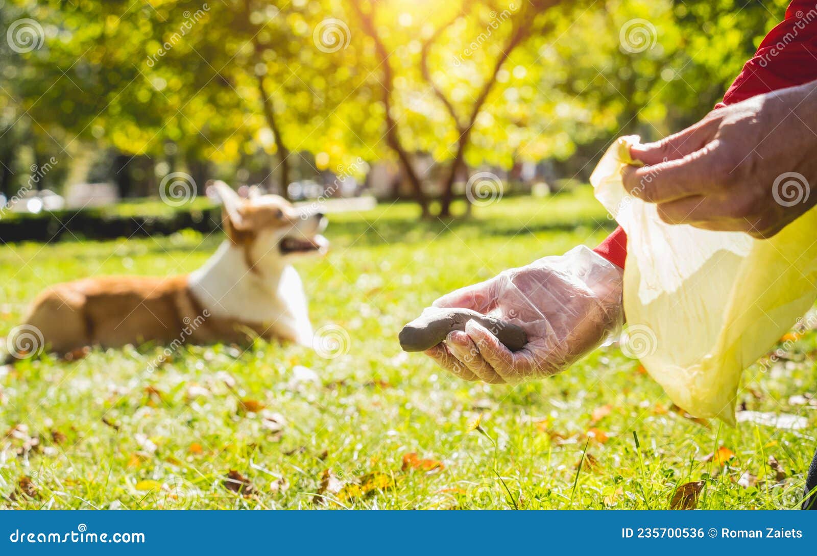 The Owner Picking Up the Poops after Dog with Plastic Bag Stock Photo Image of person, owner