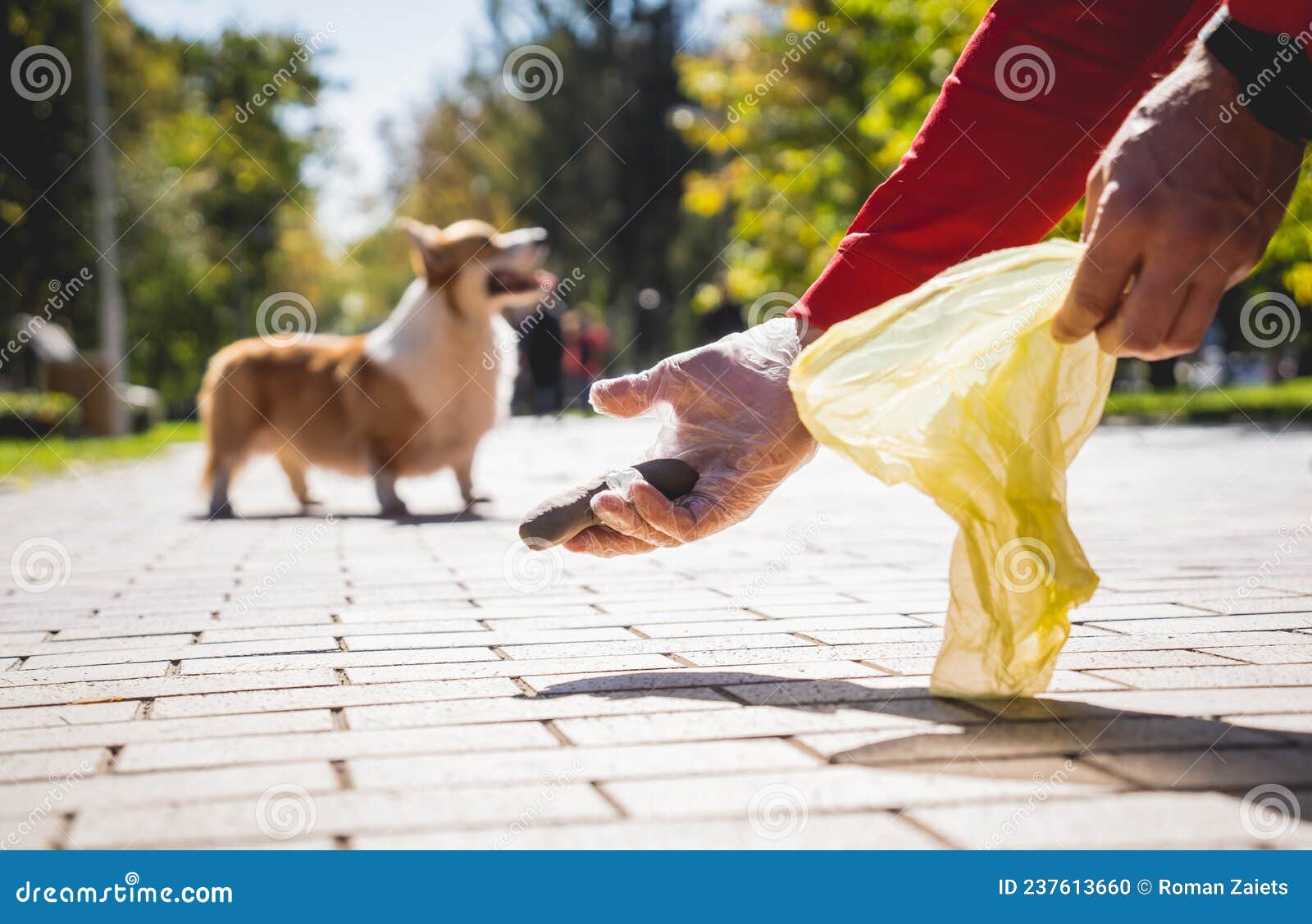 The Owner Picking Up the Poops after Dog with Plastic Bag Stock Photo