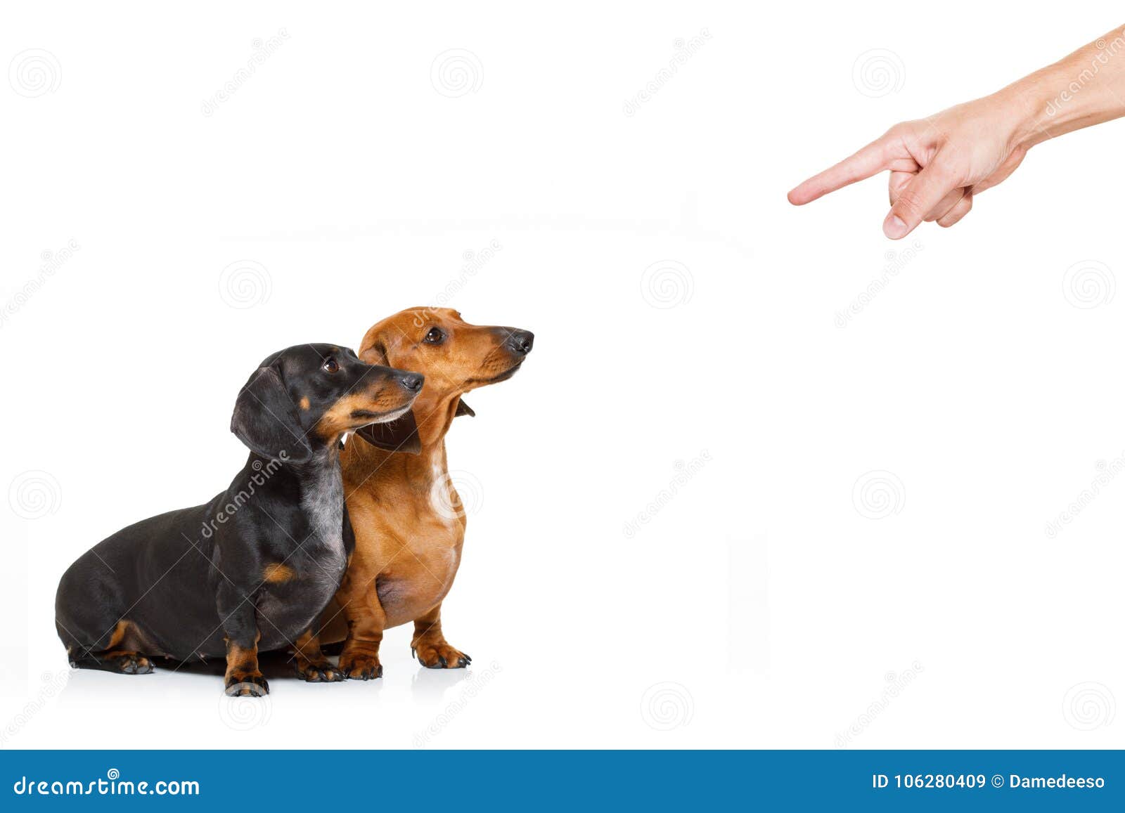 dachshund pointing