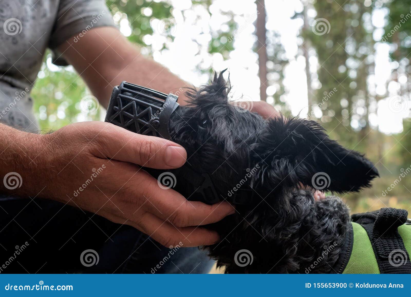 Owner Put on a Muzzle on His Dog because he Likes To Eat Garbage Stock