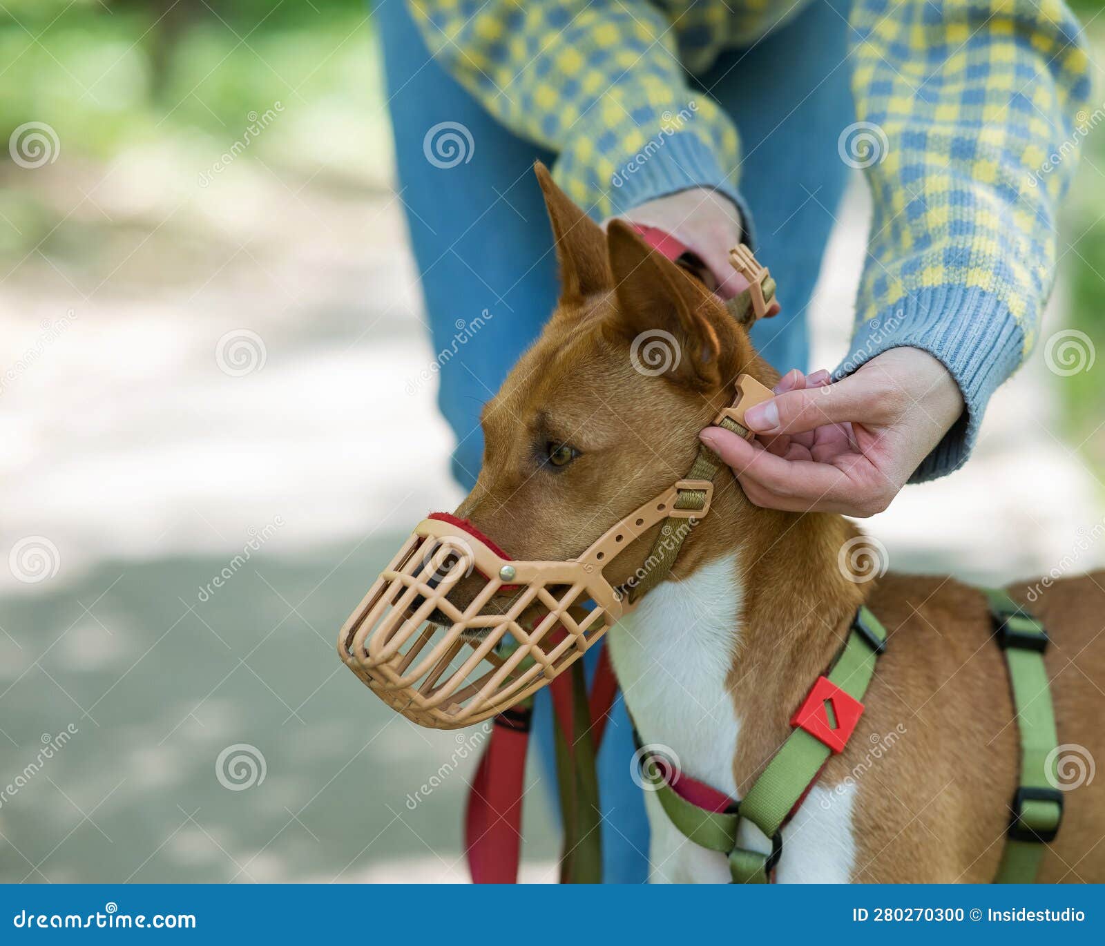 The Owner Puts a Muzzle on the African Dog Breed Basenji for a Walk