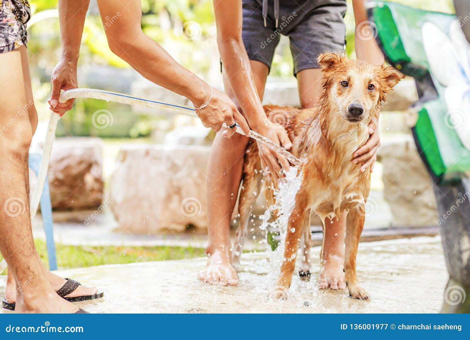 Shower and Clean a Dog in the Garden Stock Image Image of people, nature 136001977