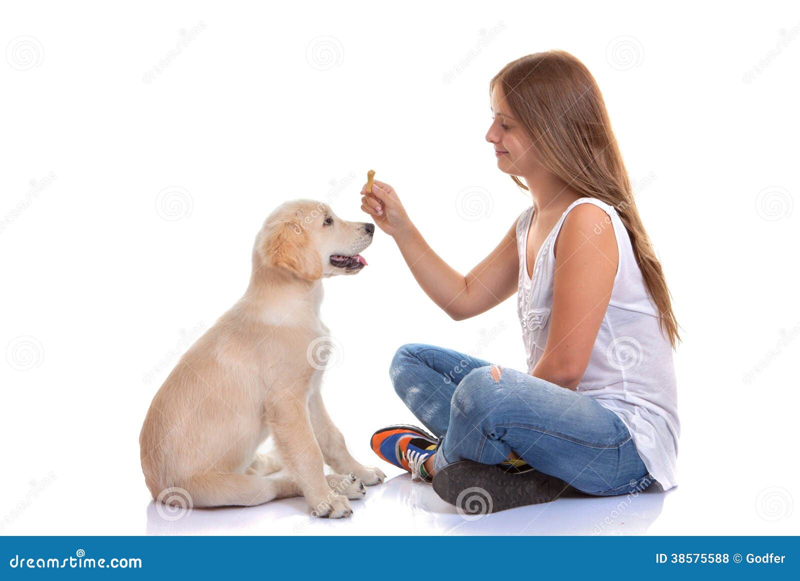 Owner training puppy dog stock photo. Image of golden 38575588