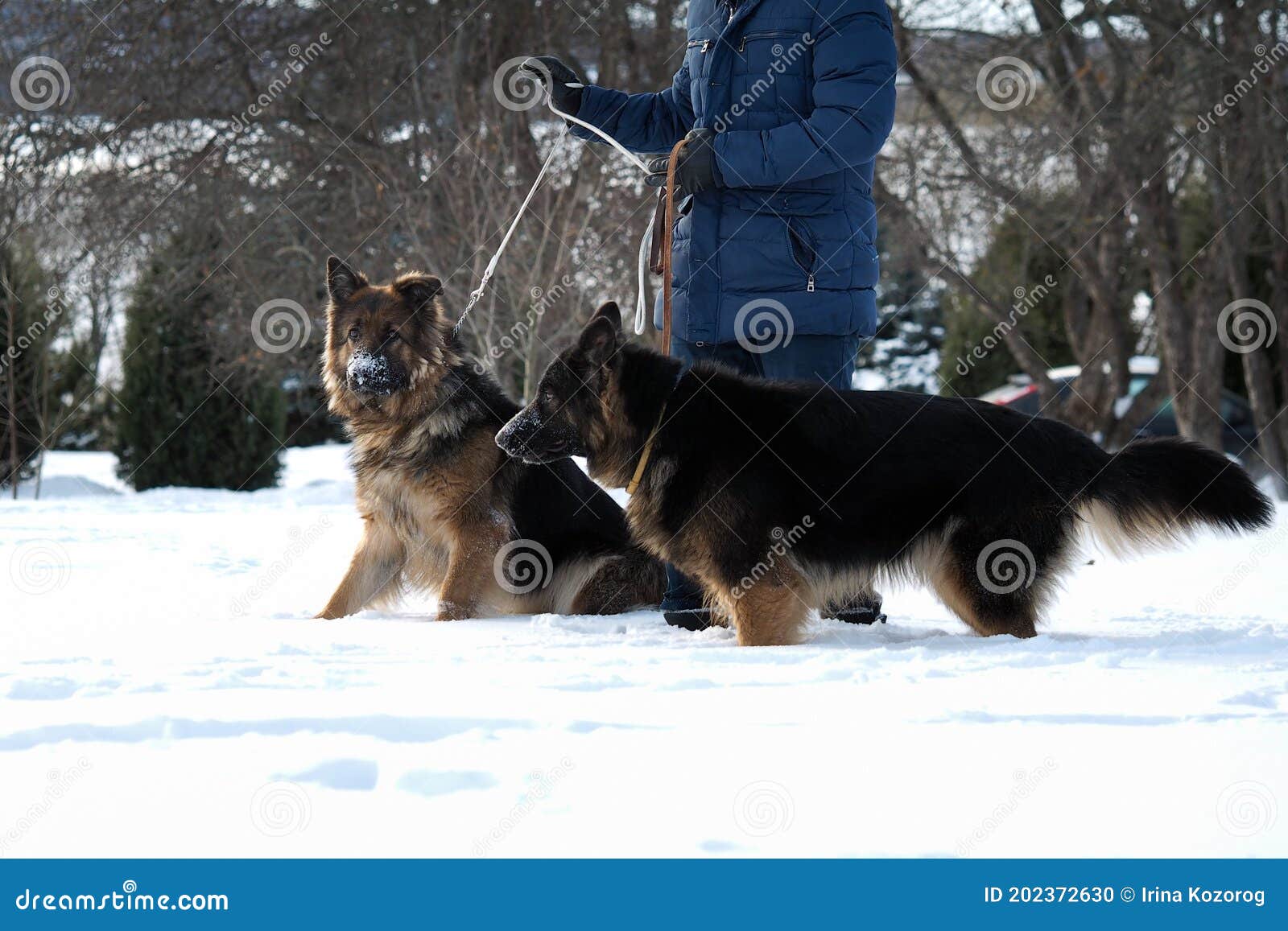 The Owner Walking Large Dogs. Winter, Dogs in the Snow Stock Photo