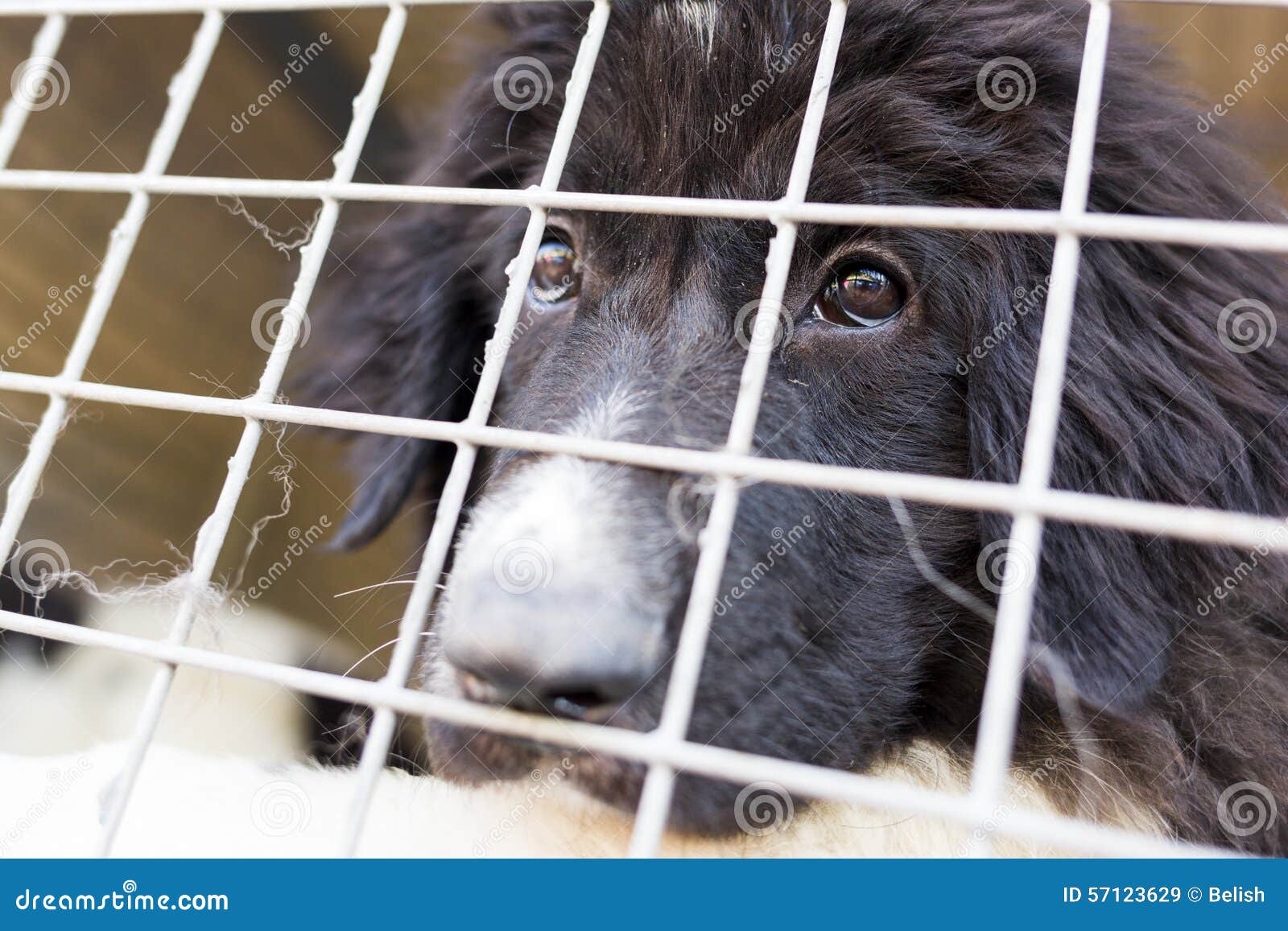 Ownerless Hund In Einem Kafig Stockbild Bild Von Kafig Hund