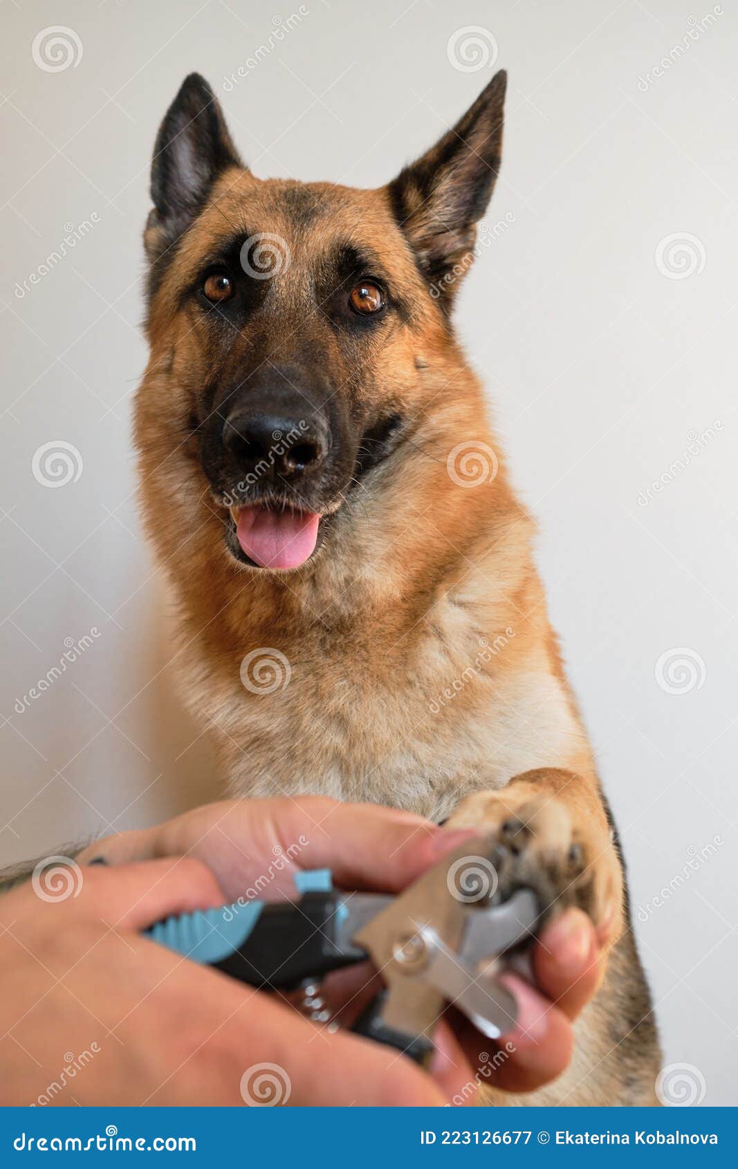 German Shepherd Puppies Nc