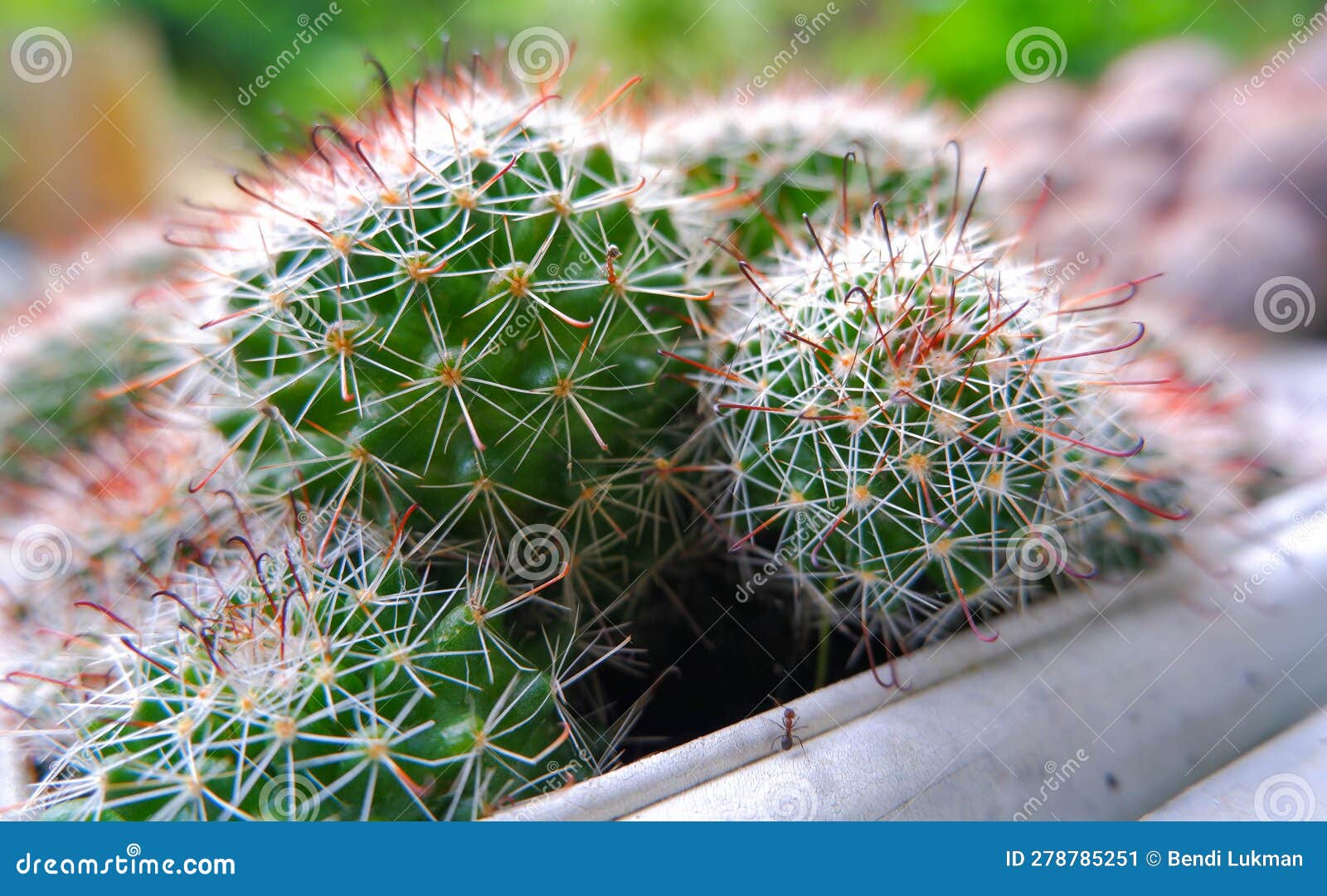 ownroot lening cluster cactus, close up, with round  and fine white thorns