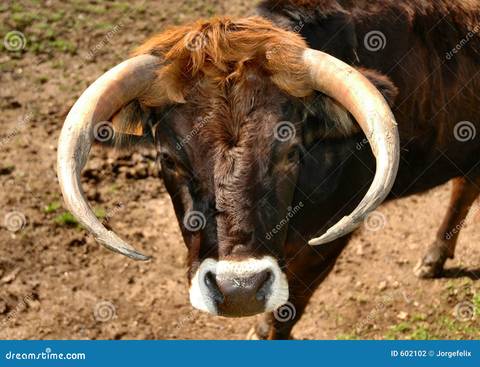Ox stock photo. Image of milk, brown, horn, meat, leather 602102