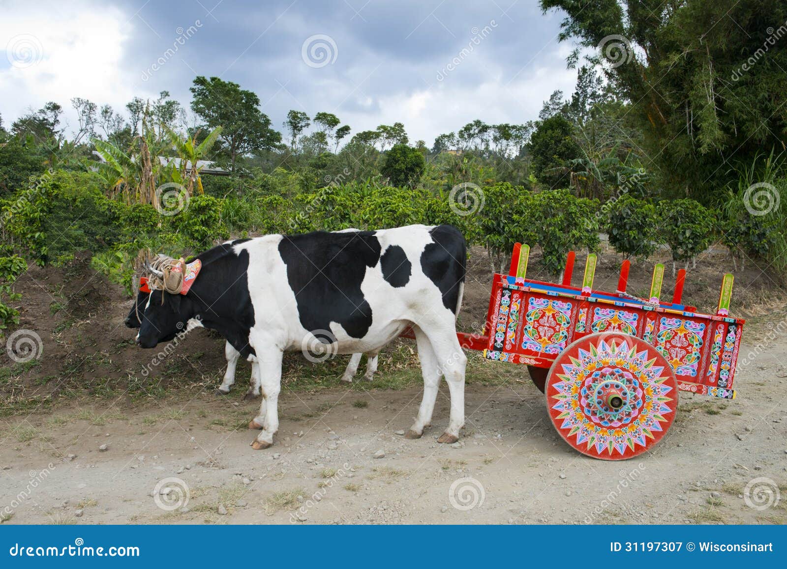 ox cart and cows on coffee plantation in costa rica, travel