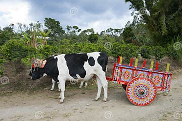 Ox Cart and Cows on Coffee Plantation in Costa Rica, Travel Stock Image ...