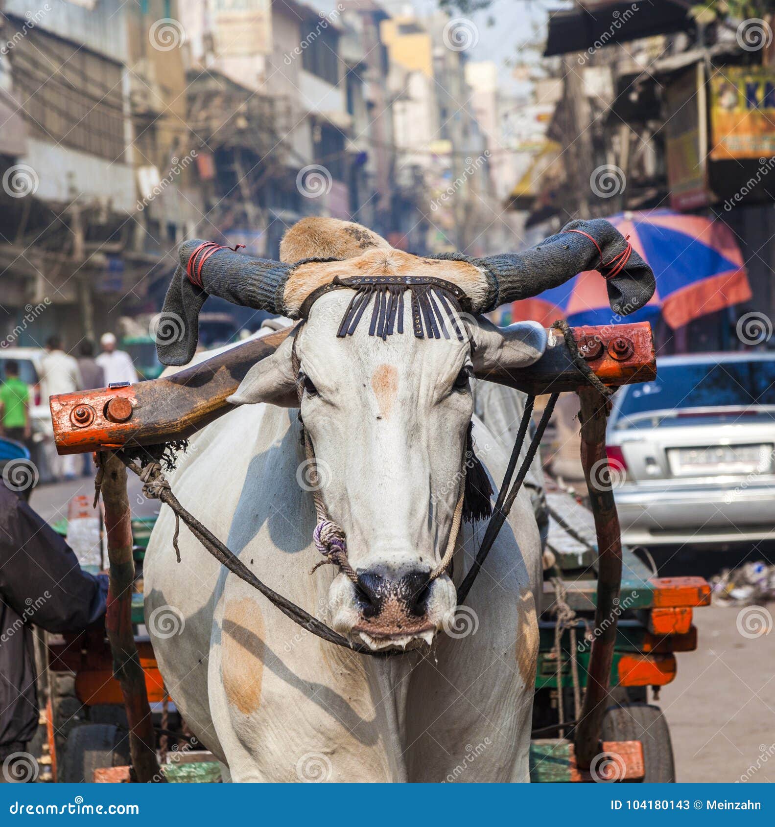 ox cart transportation on early morning in delhi, india