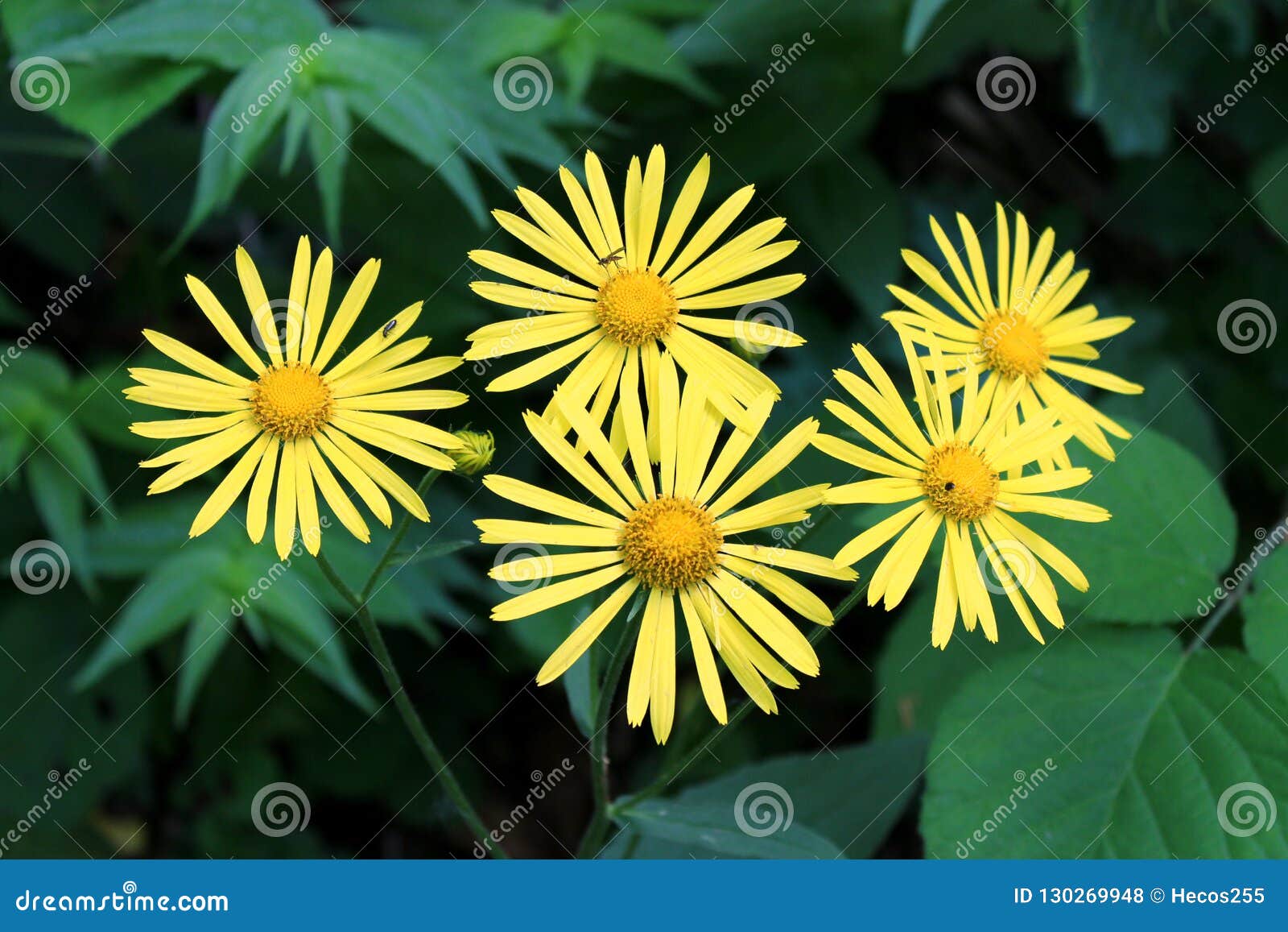 Ox-eye Daisy or Buphthalmum Plant with Flowers Consisting of Bright ...